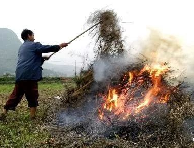 你年年都想燒的秸稈，今年可以吃票子了！