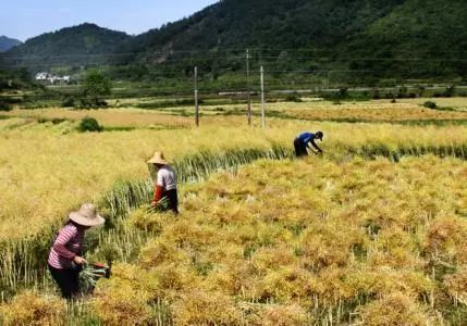 秸稈禁燒季 | 禁止一切露天焚燒秸稈行為！附縣政府禁燒通告、鎮(zhèn)政府倡議書